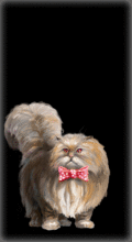 http://img.combats.ru/i/chars/0/20001.gif