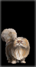 http://img.combats.ru/i/chars/0/20003.gif