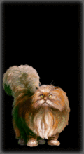 http://img.combats.ru/i/chars/0/20207.gif